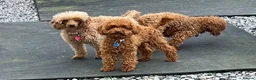 Toy Poodle dogs for stud: 2 RED BOYS FOR STUD in Burry Port - Advert 14