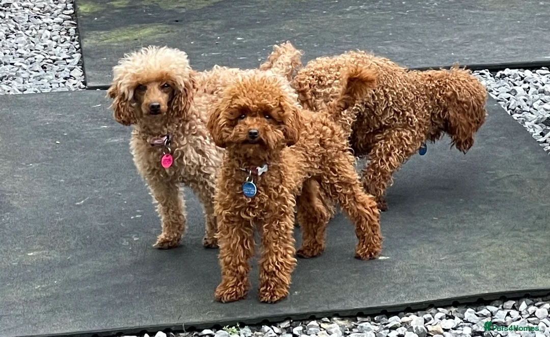 Toy Poodle dogs for stud: 2 RED BOYS FOR STUD in Burry Port - Advert 14