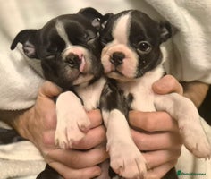 Boston Terrier dogs SUPERB KC. health tested background. Boston pups - Advert 1