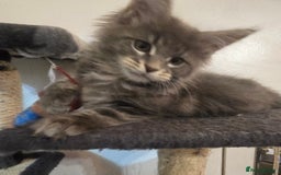 Maine Coon cats for sale: Beautiful Maine coon kittens  - Image 11