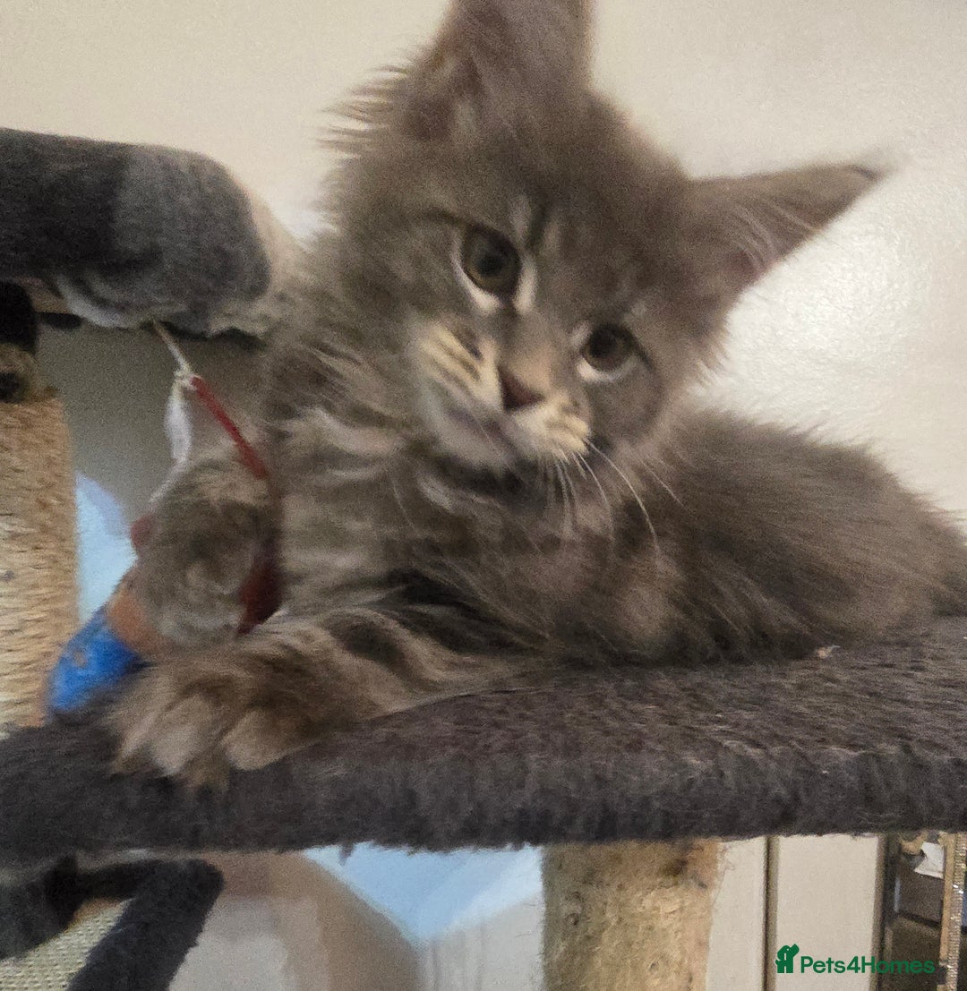 Maine Coon cats for sale: Beautiful Maine coon kittens  - Image 11