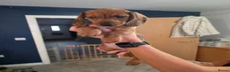 Dachshund dogs for sale: 3 dachshund puppies available  in Horley - Advert 6