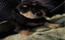 Miniature Dachshund dogs for sale: Just a boy longer coated, healthy Mini Dachshund - Image 1