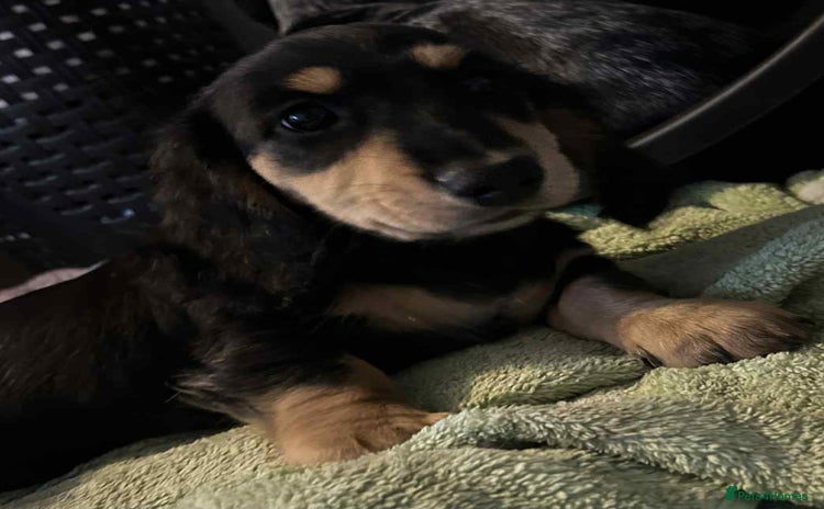 Miniature Dachshund dogs - Advert 14