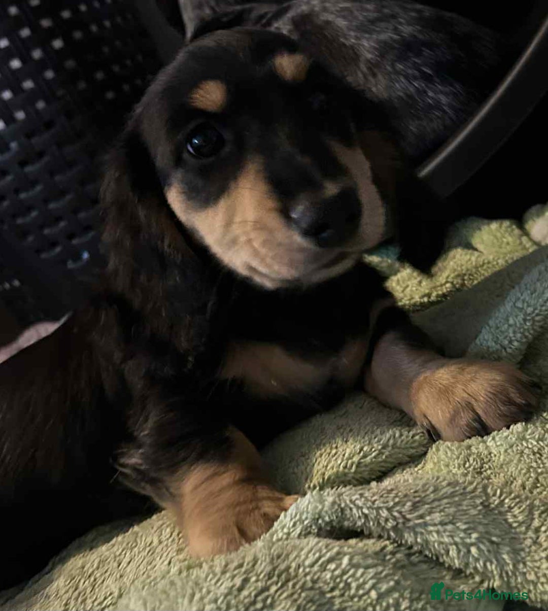 Miniature Dachshund dogs for sale: Just a boy longer coated, healthy Mini Dachshund - Image 1