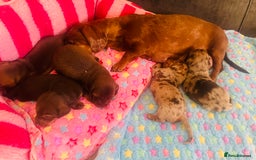 Miniature Dachshund dogs for sale: Stunning minature dachshund puppies - Image 30