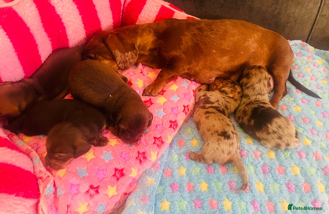Miniature Dachshund dogs for sale: Stunning minature dachshund puppies - Image 30