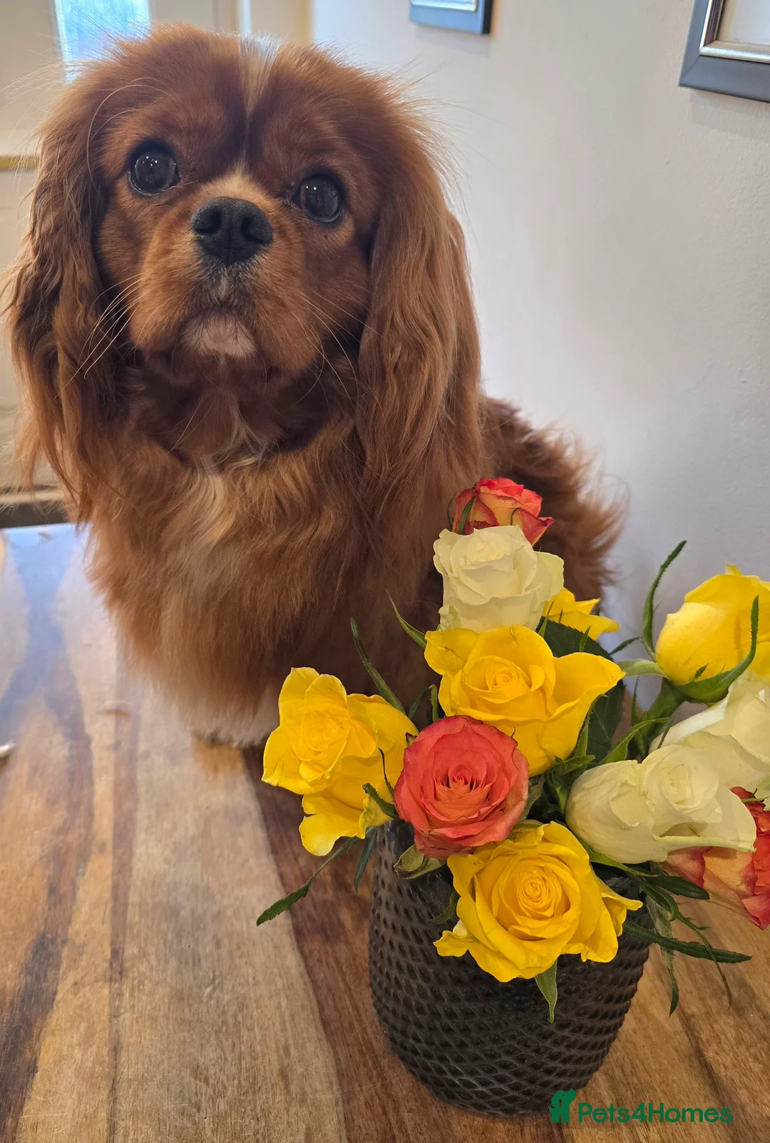 Cavalier King Charles Spaniel dogs for stud: Ruby Cavalier available for Stud - Advert 1