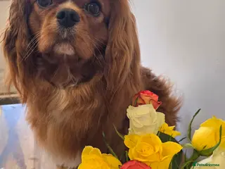 Cavalier King Charles Spaniel dogs Ruby Cavalier available for Stud - Advert 5