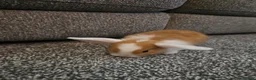 Mini Lop rabbits for sale: Mini lop rabbits for sale - Advert 8