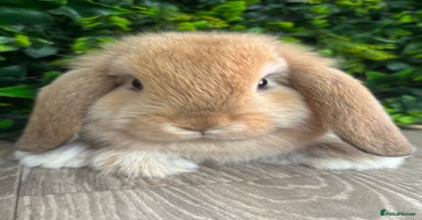 Mini Lop rabbits - Advert 7
