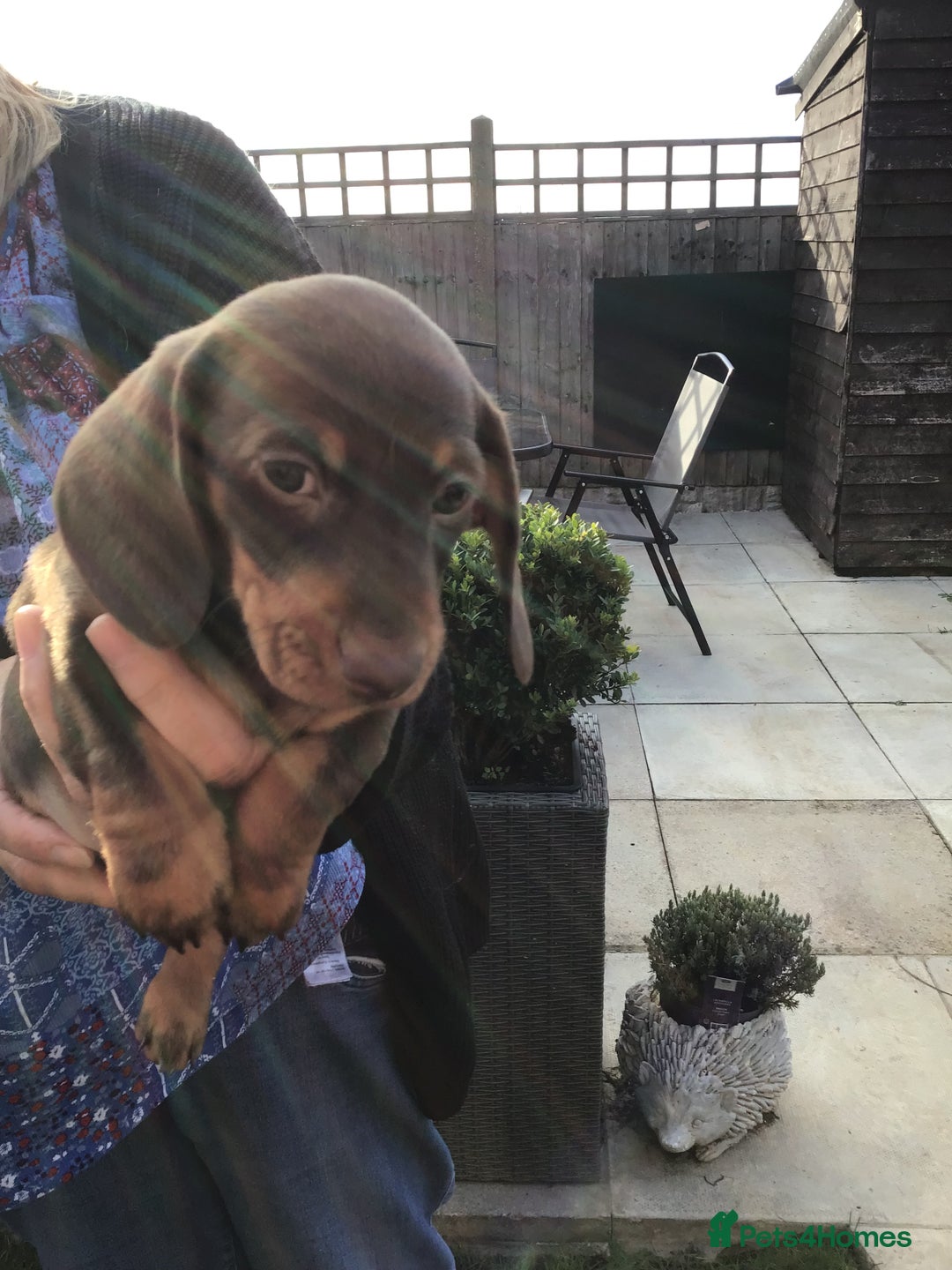 Dachshund dogs for sale: Miniature Dachshund (smooth Haired) - Image 7