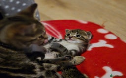 Domestic Shorthair cats for sale: Beautiful male tabby - Advert 11