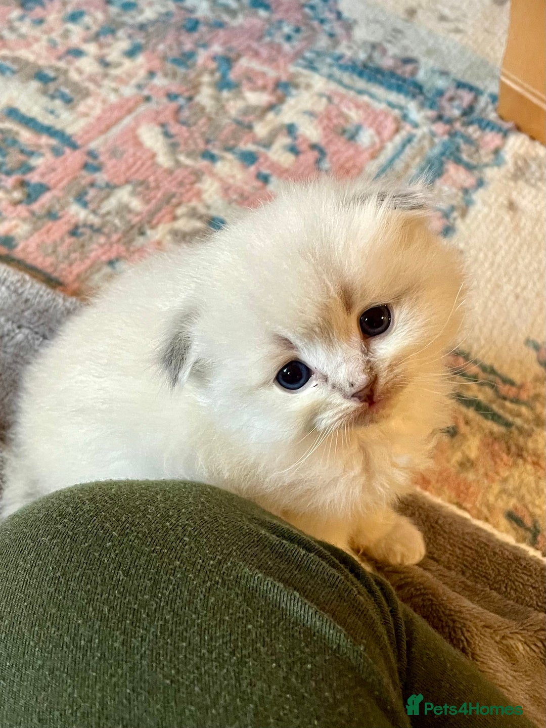 Ragdoll cats for sale: Exquisite, truly unique Ragdolls & Ragfold kittens - Advert 28