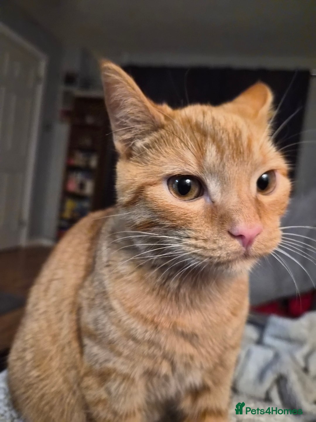 Mixed Breed cats for sale: Pretty Ginger Girl - Advert 6