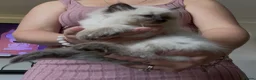 Ragdoll cats for sale: Chunky and Very Fluffy Ragdoll Kittens - Advert 20