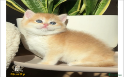British Shorthair cats for sale: World Class Golden BSH/BLH Chinchilla, Shaded & CP - Image 16