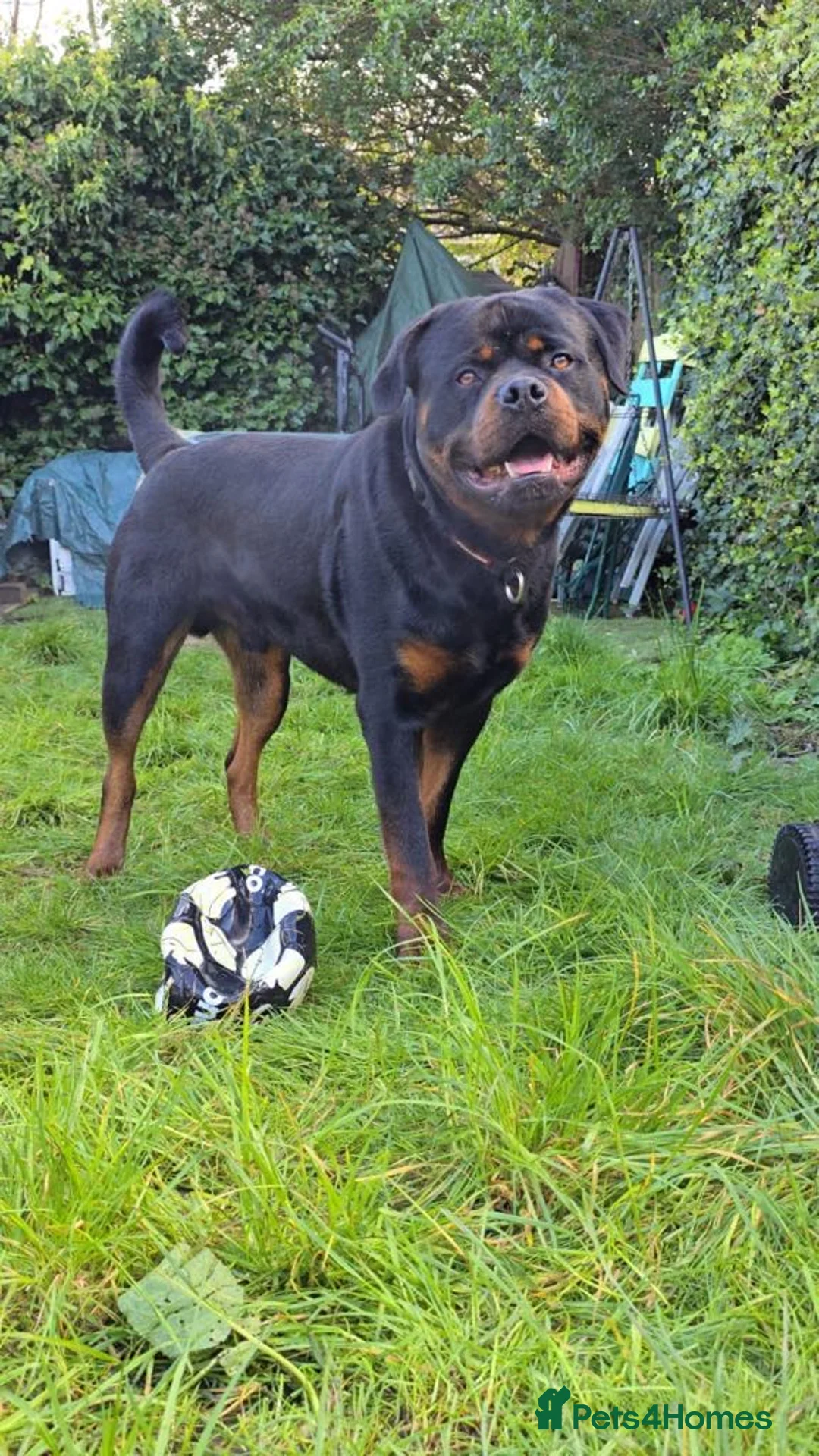 Rottweiler dogs for sale: Pure Rottweiler for Sale  - Advert 13