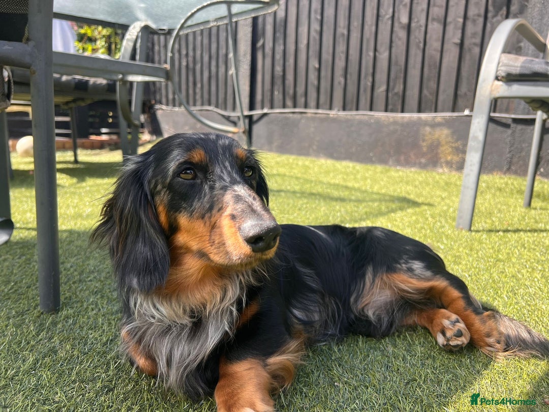 Miniature Dachshund dogs for sale: Kc reg choclate & tan dapple male dachshund  - Image 11