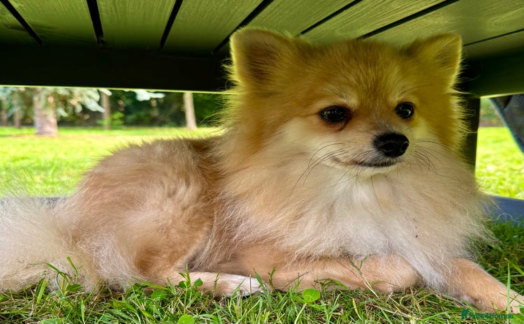 Pomeranian dogs - Advert 8