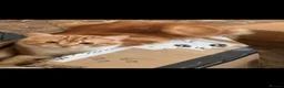 British Longhair cats for sale: Cats for sale - Advert 9