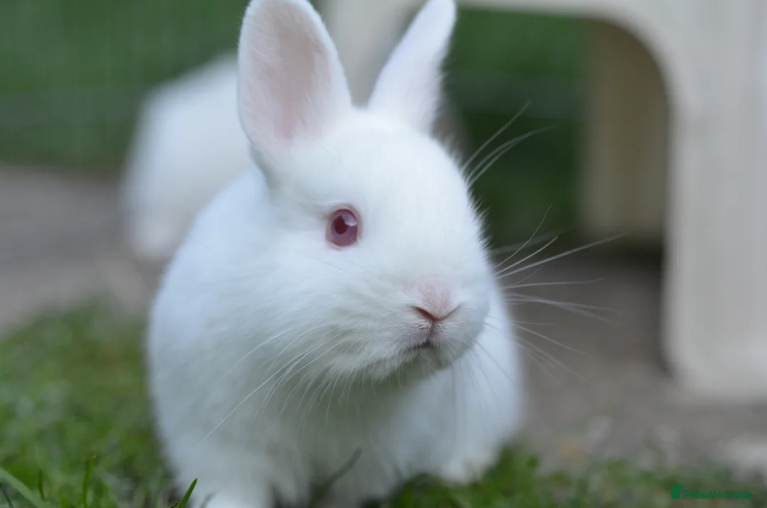 Netherland Dwarf rabbits for sale: Netherland Dwarf Babies - Advert 3