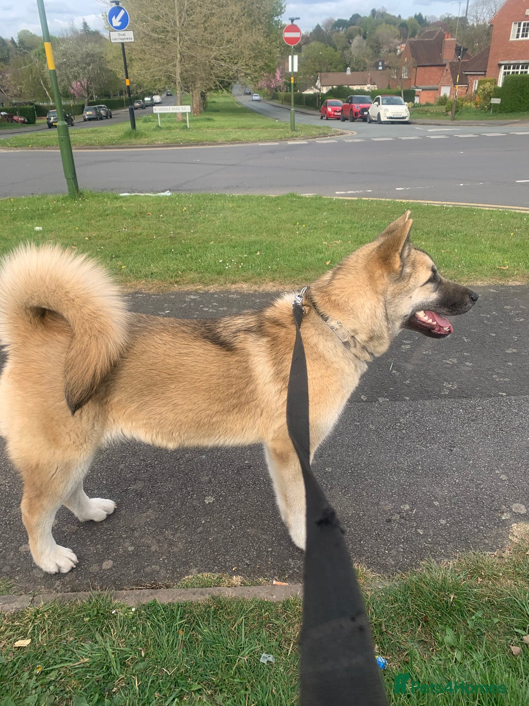 Akita dogs for sale: Female akita - Image 1