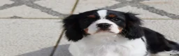 Cavalier King Charles Spaniel dogs for sale: Beautiful Cavalier King Charles Spaniel male  - Advert 4