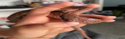 Corn Snake reptiles for sale: Corn Snake (Wild Type) - Advert 5