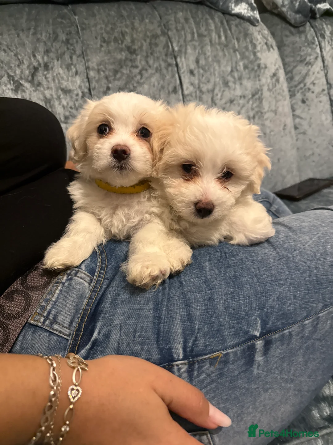 Bichon Frise dogs for sale: 2 Adorable Bichon Maltese Boy Puppies 8Weeks Old🐾 in Liverpool - Advert 2