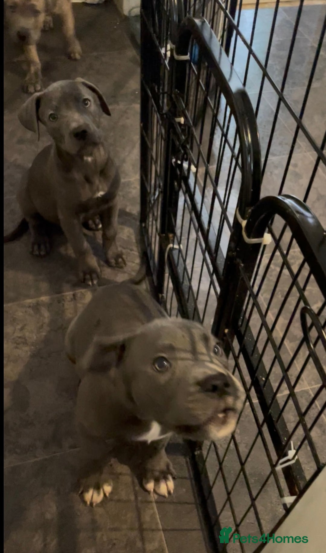 Mixed Breed dogs for sale: Presa Canario x Cane Corso  - Image 10