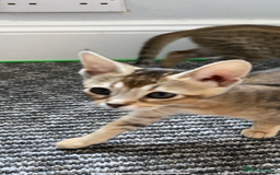Chausie cats for sale: Savannah x Chausies - Image 8