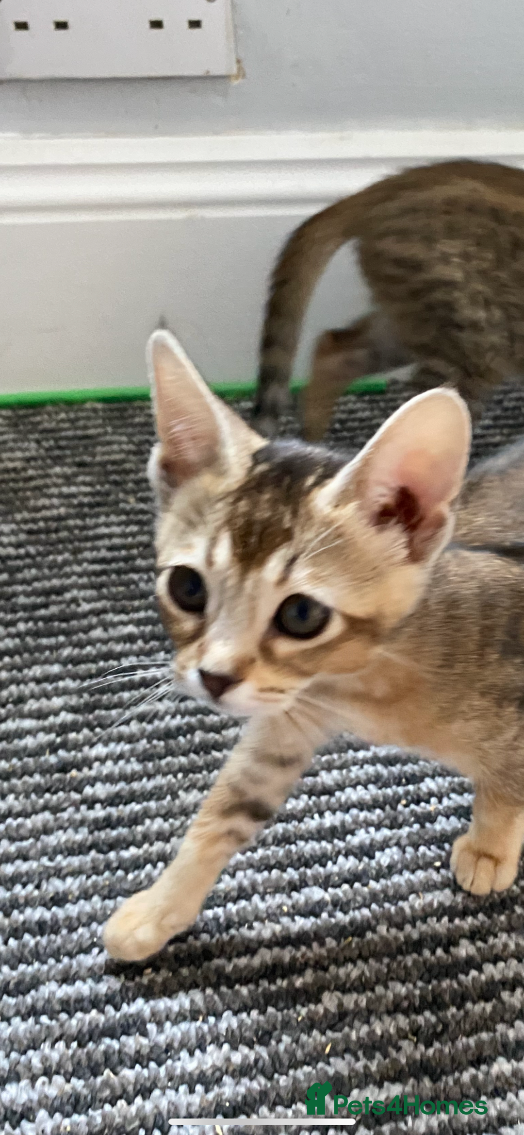 Chausie cats for sale: Savannah x Chausies - Image 8
