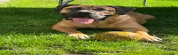 Boerboel dogs for sale: Our beautiful girl Narla in Birmingham - Advert 2