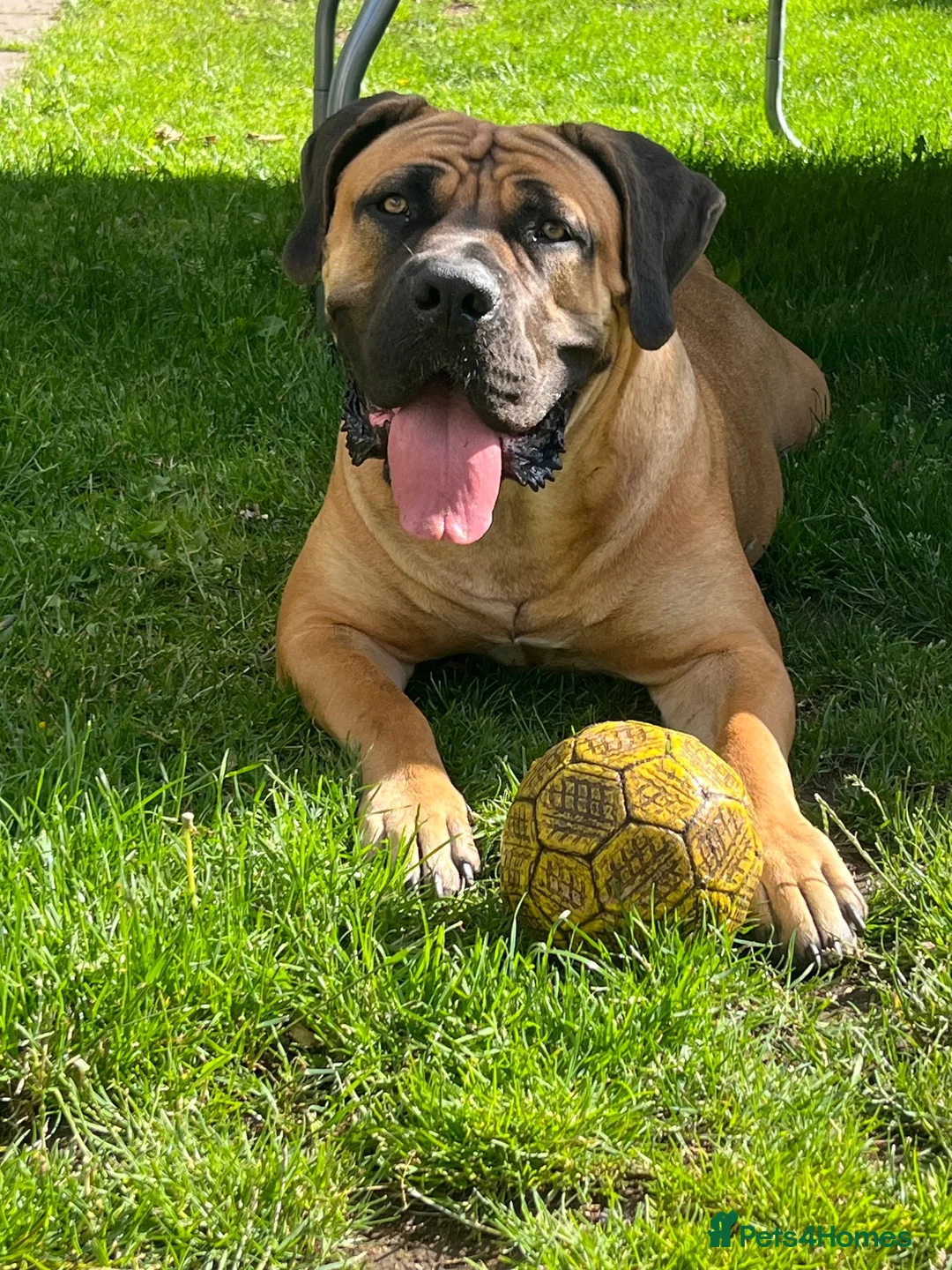Boerboel dogs for sale: Our beautiful girl Narla in Birmingham - Advert 2