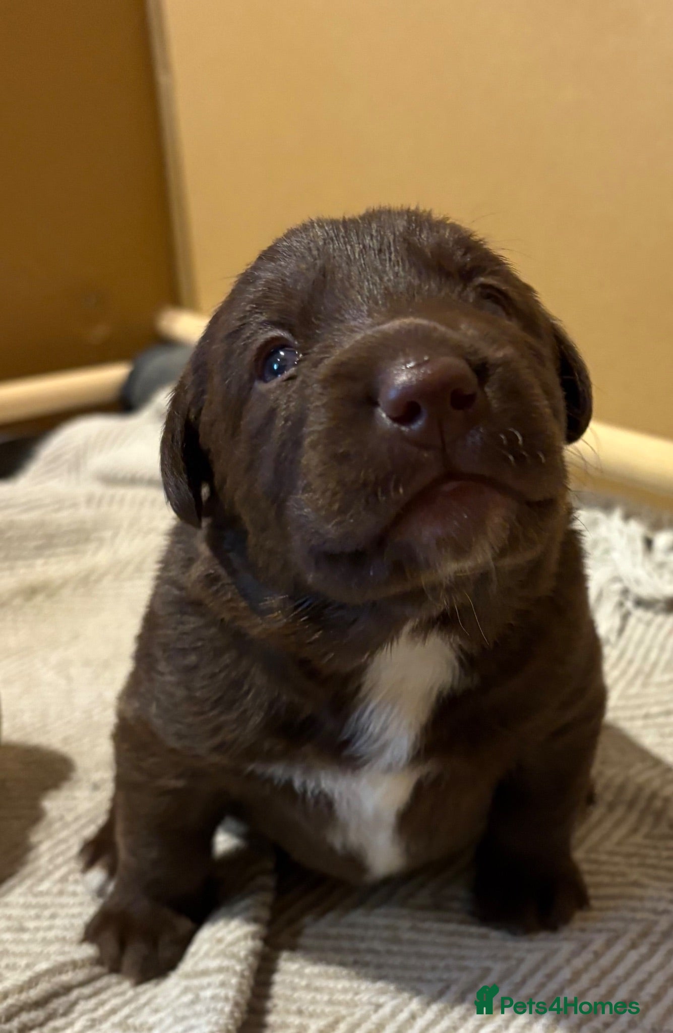 Borador dogs Chocolate and white Borador puppy  - Advert 1