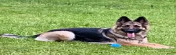 German Shepherd dogs for sale: Long haired German shepherd puppies  in Stoke-on-Trent - Advert 9