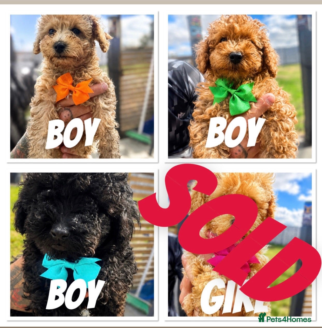 Toy Poodle dogs Beautiful Toy Poodle Puppies ❤️🐾🐩 READY TO GO! - Advert 11