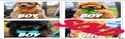 Toy Poodle dogs for sale: Beautiful Toy Poodle Puppies❤️🐾🐩 - Advert 12