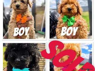 Toy Poodle dogs Beautiful Toy Poodle Puppies ❤️🐾🐩 READY TO GO! - Advert 11