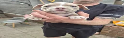 American Bully dogs for sale: 4 beautiful pocket bullies  - Advert 2