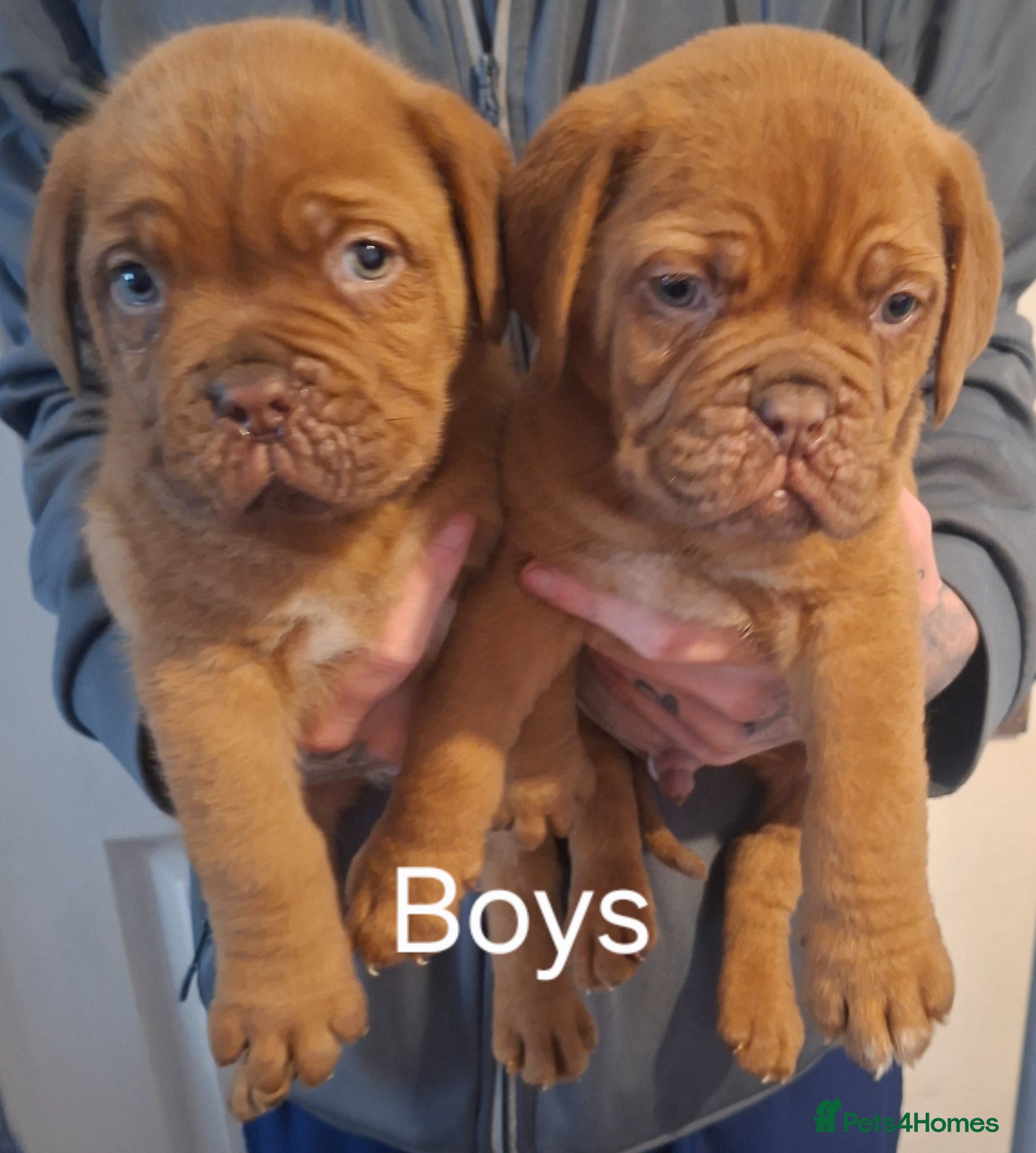 Dogue De Bordeaux dogs Pedigree Dogue De Bordeaux puppies - Advert 2