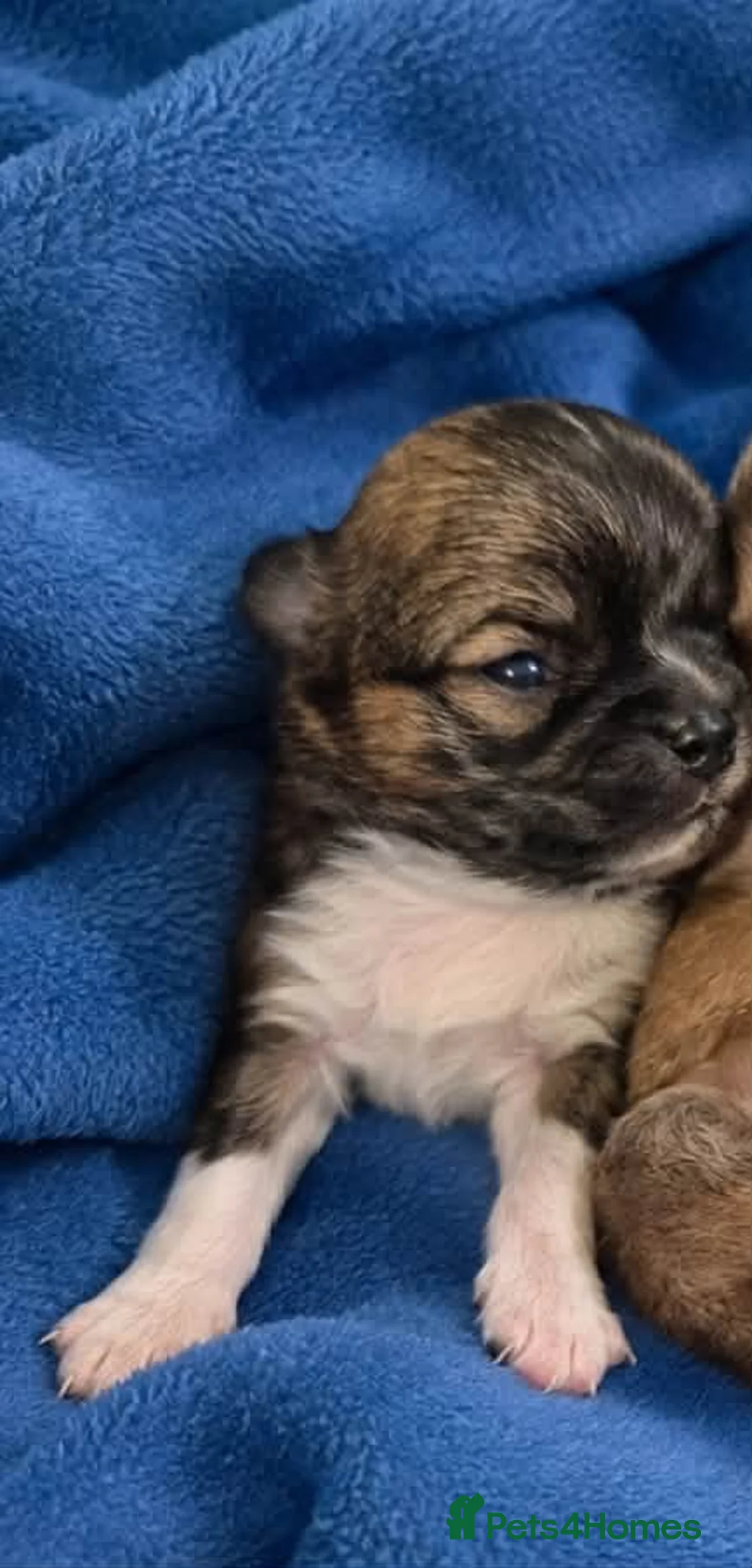 Chihuahua dogs for sale: Long haired chihuahua puppies  - Advert 2