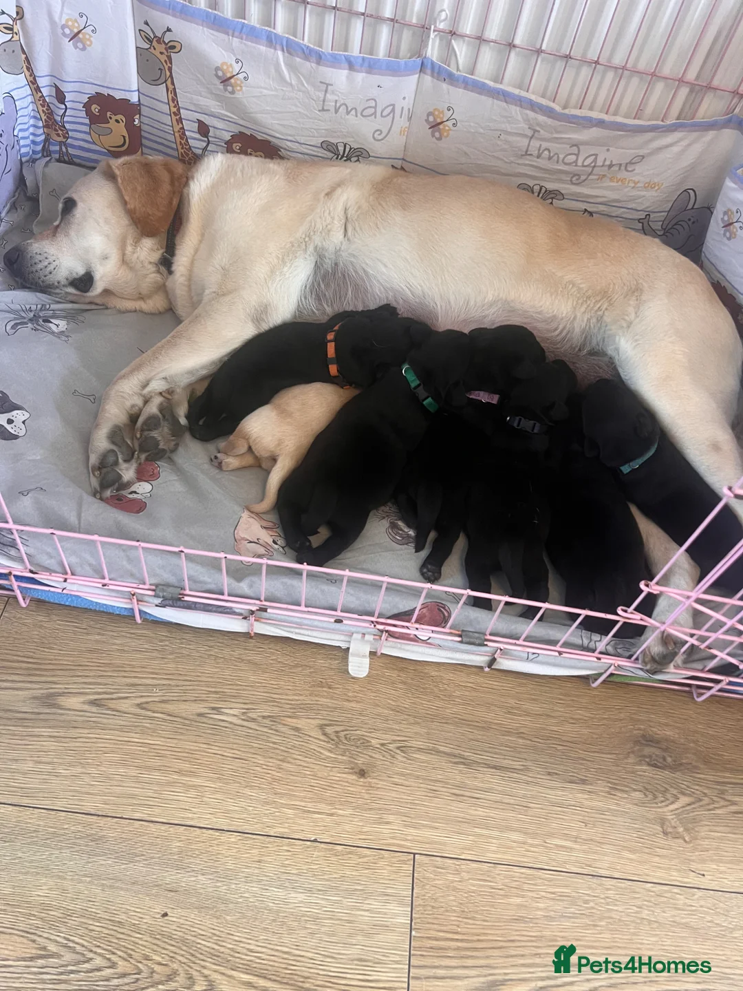 Labrador Retriever dogs for sale: Beautiful Lab puppies looking their forever homes! - Advert 1