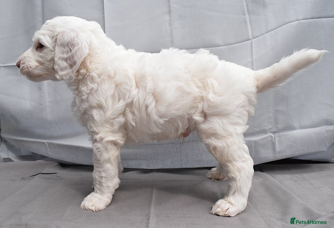 Double Doodle dogs for sale: Stunning litter standard golden doodles - Image 9