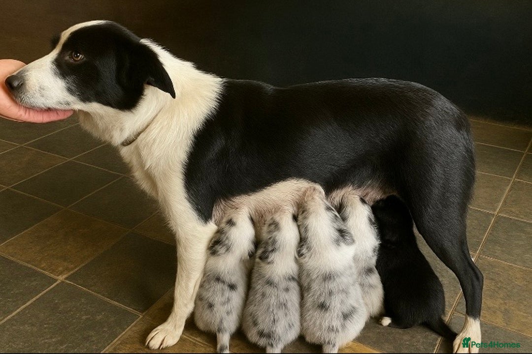 Border Collie dogs for sale: KC registered border collie puppies - Advert 18