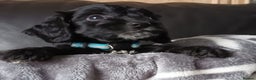 Miniature Poodle dogs for stud: mintiure poodle stud only kc health tested in Ely - Advert 13