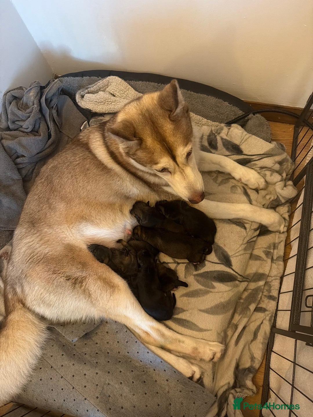 Mixed Breed dogs for sale: HuskyGerman/Rotweiler mixed breed puppies for sale - Advert 26