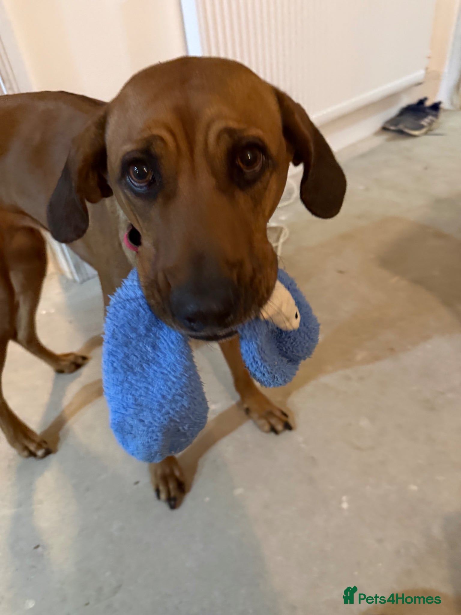 Rhodesian Ridgeback dogs for sale: Rhodesian Ridgeback puppies due 26th June 2026 in Stockbridge - Advert 7