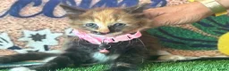 Mixed Breed cats for sale: Ginger and tortoise  kittens  - Advert 20